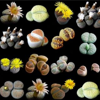 Lithops ( thạch lan) ~2cm