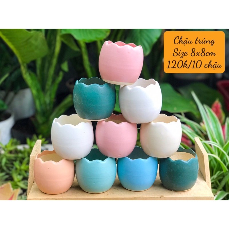 10 CHẬU SỨ CAO CẤP 120k