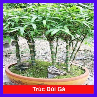 Cây trúc đùi gà + tặng phân bón cho cây mau lớn