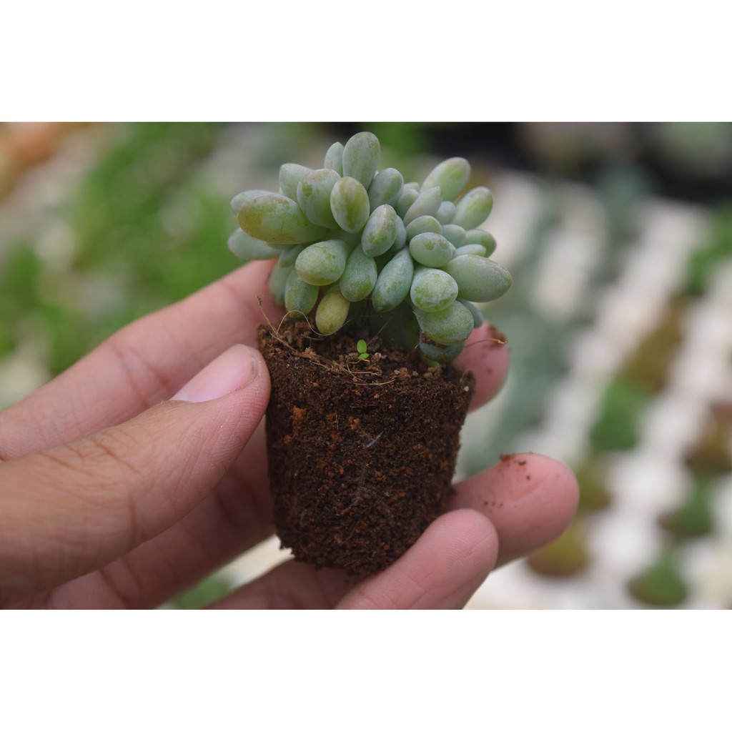 sen đá giọt lệ mini 2-4cm