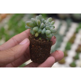 sen đá giọt lệ mini 2-4cm