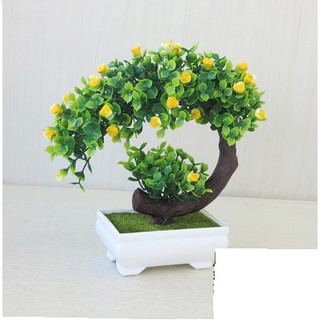 Chậu hoa bonsai để bàn