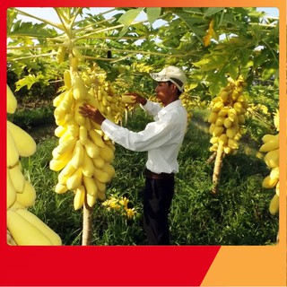 Hạt Giống Đu Đủ Da Vàng