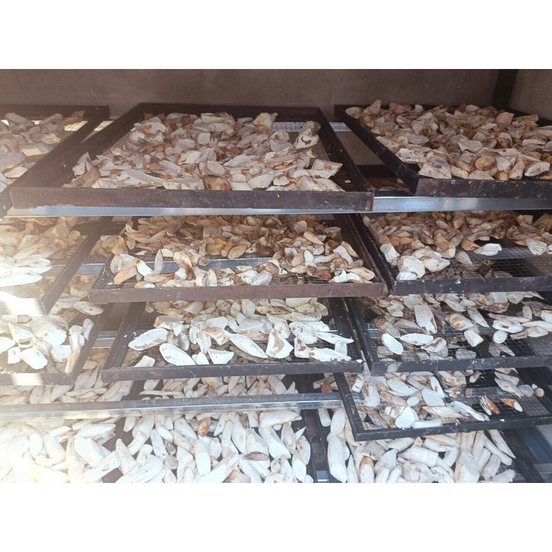 Củ Mài Núi Rừng Hoà Bình Loại 1 Hàng Mới, Trắng