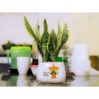 Cây Lưỡi Hổ Để Bàn