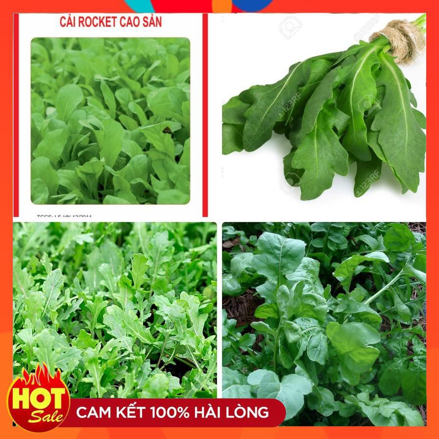 Hạt giống rau cải rocket cao sản