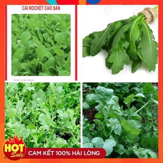 Hạt giống rau cải rocket cao sản