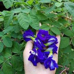 Hạt giống Hoa Đậu Biếc Dễ Chăm Sóc, Hoa Nở Liên Tục, Trồng Được Quanh Năm tặng kích mầm + hướng dương lùn