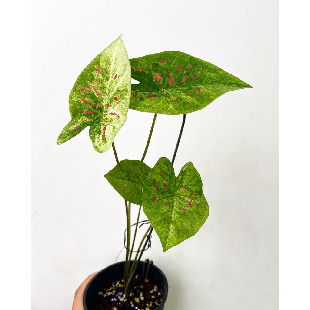 Môn Caladium Thai Collection