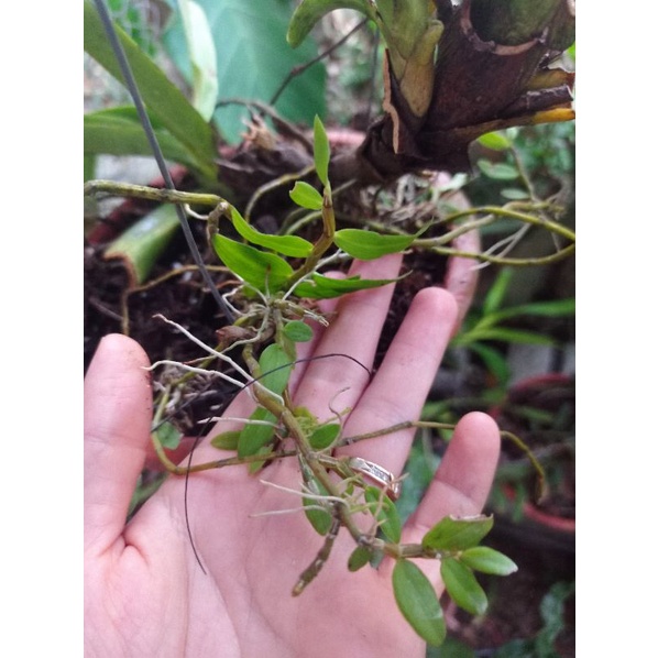 2kie Lan Hoàng Thảo Nghệ Tâm