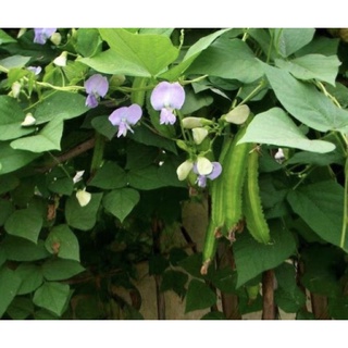 [Rạng Đông] Hạt giống đậu rồng 02