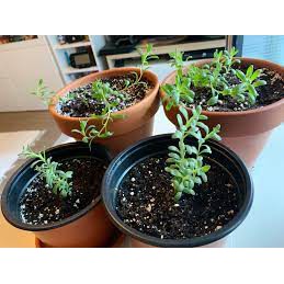 Hạt giống hoa Oải hương Lavender seeds hoa Larvender dễ trồng