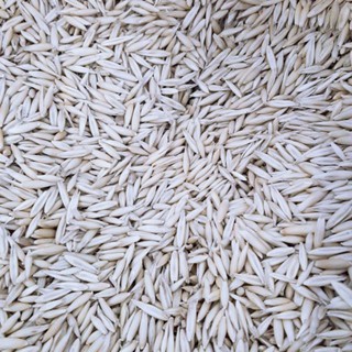 Hạt đại mạch 1kg - thức ăn cho Hamster, Chim...