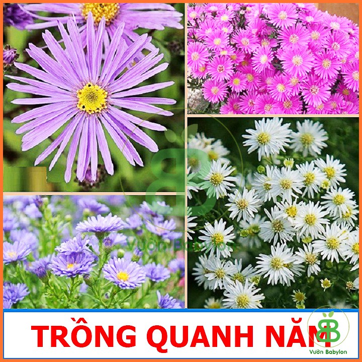 Hạt Giống Hoa Thạch Thảo Mix Nhiều Màu