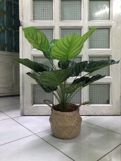 Cây đuôi công táo giả 70cm