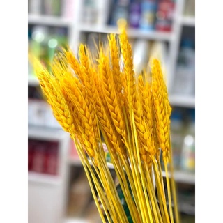 Bông Lúa Tài Lộc May Mắn, Trang Trí Nhà Cửa, Bông Lúa Mạch Vàng Khô VIP decor