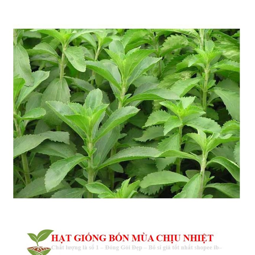 GÓI 30 Hạt Giống Cỏ Ngọt Stevia NẢY MẦM TỐT