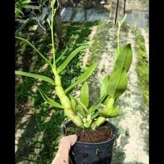 Hoa lan denro nắng cánh chuồn