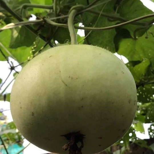 HẠT GIỐNG BẦU HƯƠNG TÁO BABY