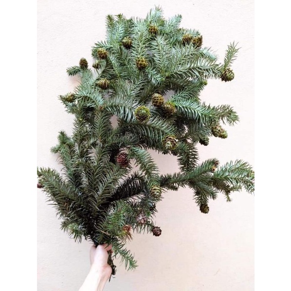 Bó Cành Thông Quả tươi cắm bình chơi noel 2024