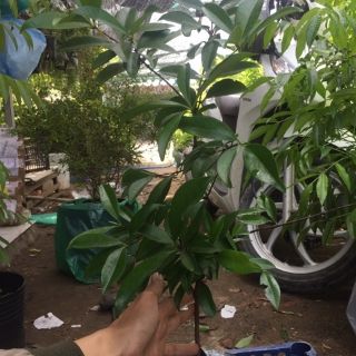 Cây cherry brazil siêu đẹp