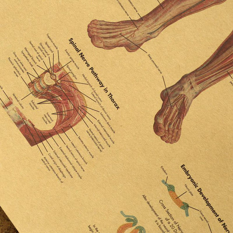 Tấm Áp Phích Treo Trang Trí Tường In Hình Hệ Thống Thần Kinh Cơ Thể Người Phong Cách Cổ Điển Kích Thước 42x30cm