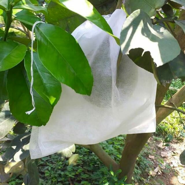 100 túi bọc bưởi, mãng cầu