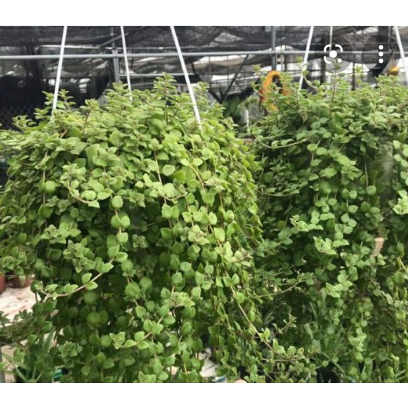 Cây vảy rồng rũ đẹp