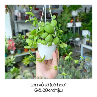 Cây Lan vỏ sò độc lạ có hoa xinh xắn (Dischidia pectenoides)