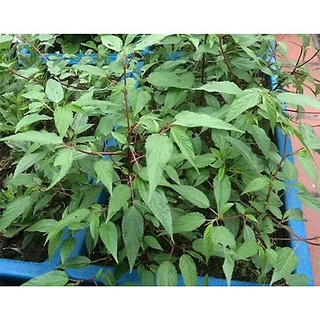 Hạt giống rau đay đỏ cao sản 1000 hạt