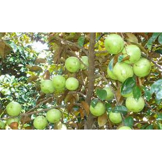 Cây Vú Sữa Bơ Hồng ghép cao 100cm