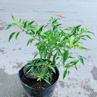 Bụi Ớt Hiểm Trái Lớn