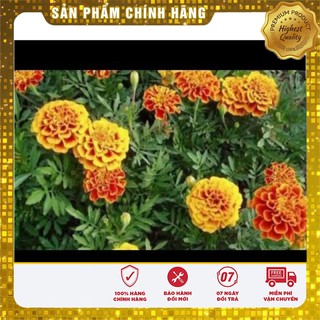 Hạt Giống Hoa Cúc Sao Mai - 50 hạt