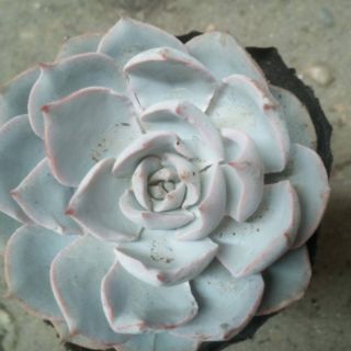 Sen Đá Hồng Phấn Mới Loại Trung