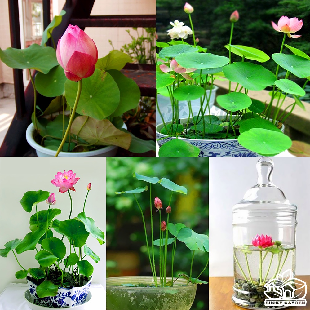 Hạt giống hoa sen mini Nhật mix màu trồng chậu ao hồ chịu nhiệt 4 mùa tỷ lệ nảy mầm cao 5 hạt