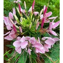 2.000 hạt giống hoa Túy Điệp /mix màu