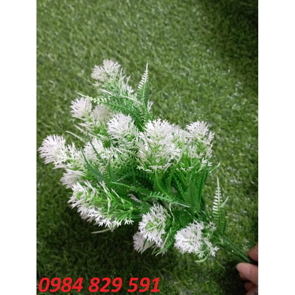 Cụm điểm dương xỉ có hoa