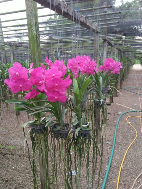 Vanda Cây Giống Nhiều Màu