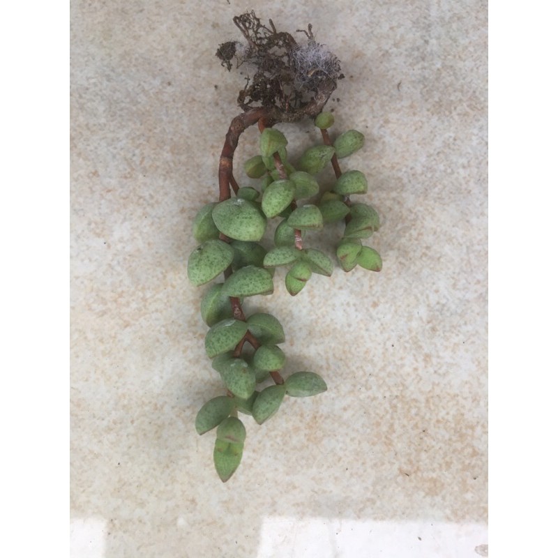 Cây xiên nướng / xiên thịt Crassula