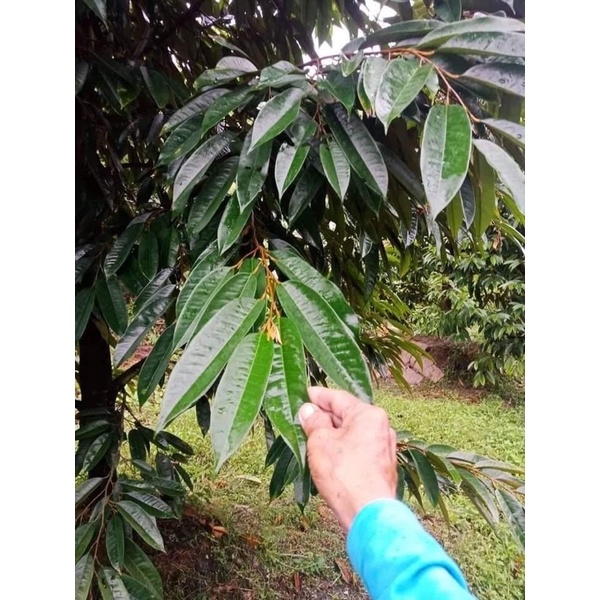 PHÂN BÓN HỮU CƠ CAO CẤP HLC 16 - PHÂN BÓN LÁ KÍCH MẦM KÍCH CHỒI DƯỠNG TRÁI CHO CÂY ĂN QUẢ, HOA, CÂY CẢNH, RAU MÀU- 500ML