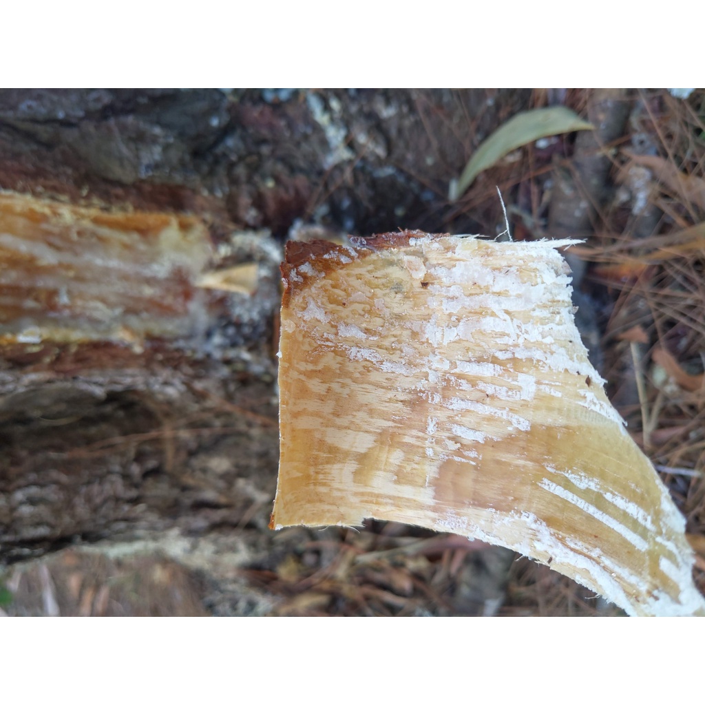 Mảnh thông nhóm bếp củi, bếp than nướng 100g