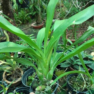 HOA lan vũ nữ Hoàng hậu