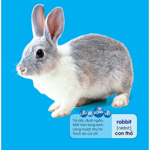 Sách- Bé Yêu Đi Mẫu Giáo - Tranh Đố Vui