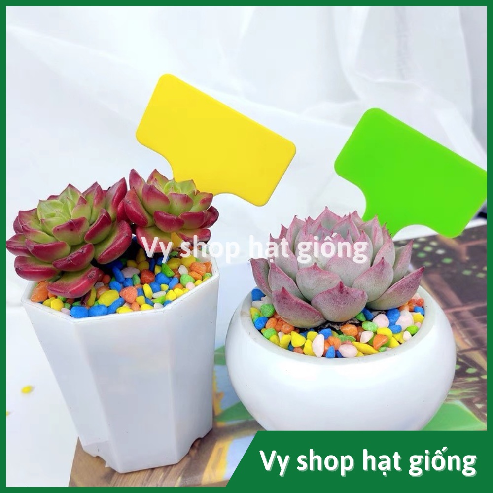 50 thẻ ghi tên cây - tag tên dạng cắm nhiều màu loại dày, kích thước 6x10cm