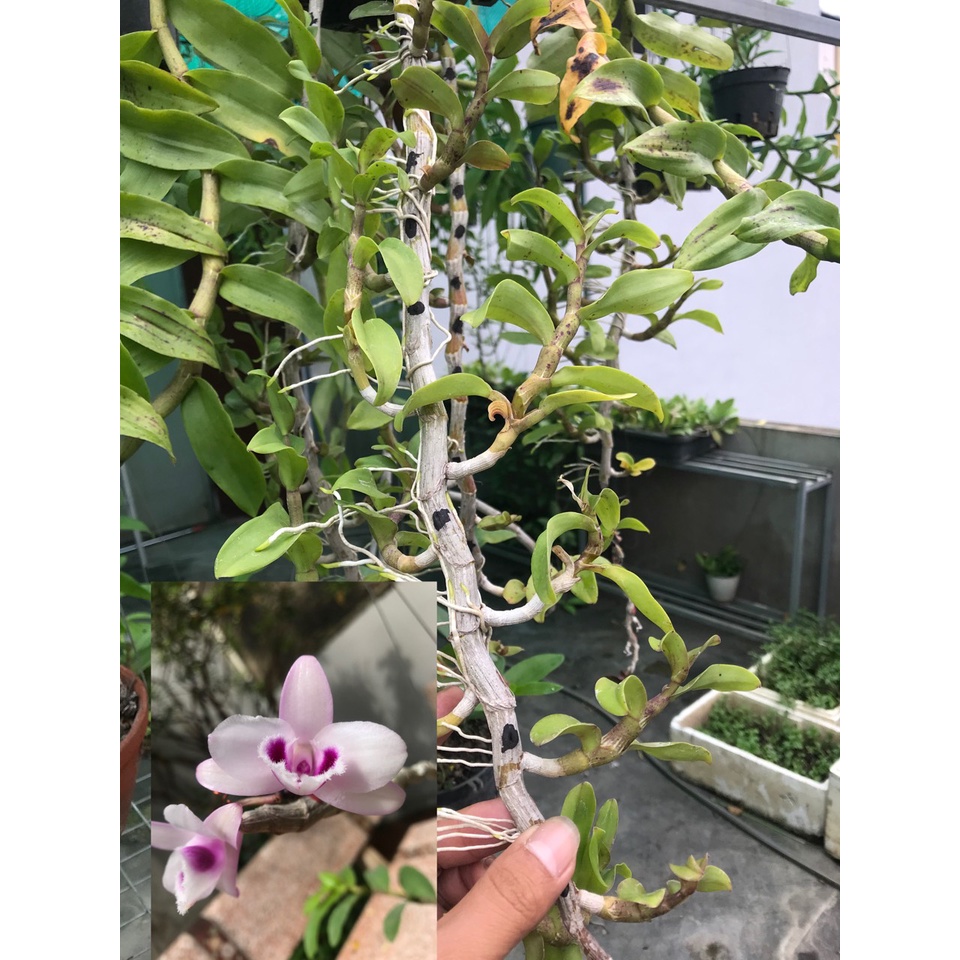 Lan phi điệp tím hoa cánh bầu
