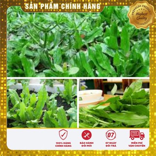 Hạt Giống Mùi Tàu(Ngò Gai) 5gr