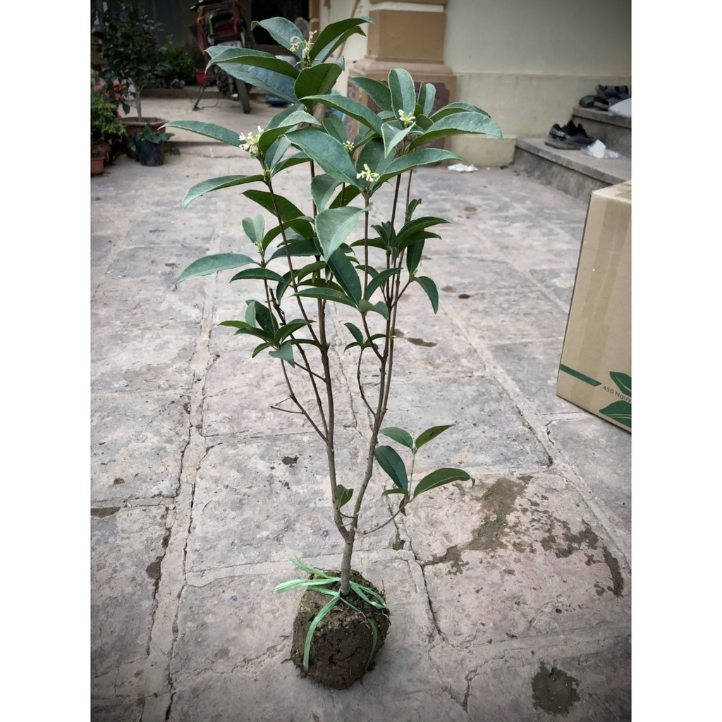 Cây mộc hương ta hoa thơm - THẾ GIỚI HOA CÂY CẢNH - cao 60cm  - hàng mới về số lượng có hạn.