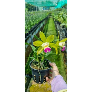 HOA LAN CATT XANH LƯỠI TÍM