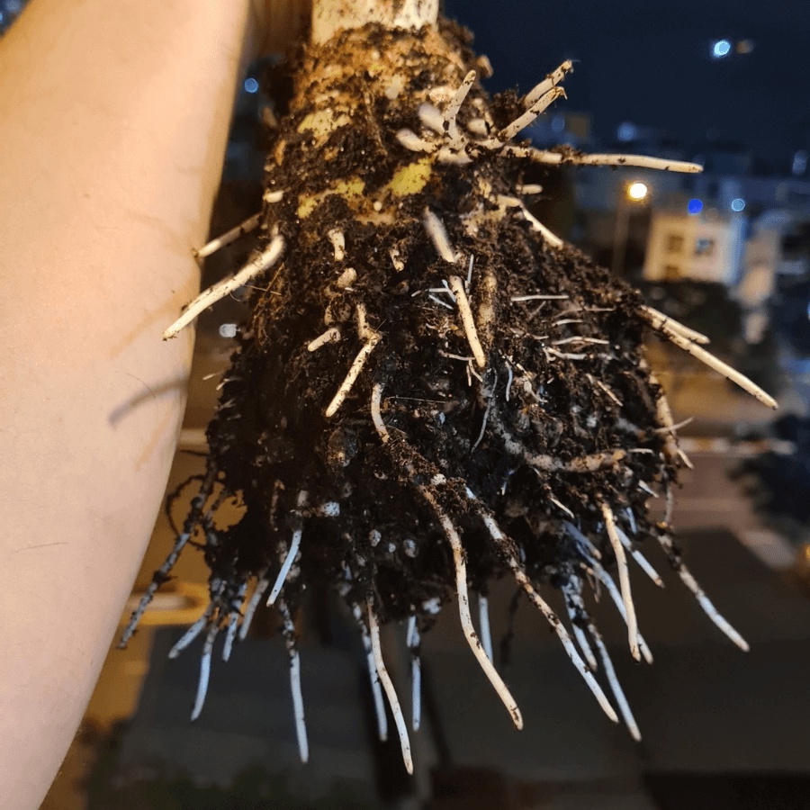 Dinh dưỡng kích rễ Rooting BA hiệu quả cho mọi loại cây - thùng 30 chai, mỗi chai 500ml