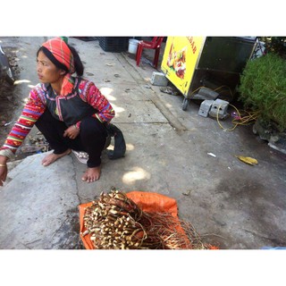 Sâm cau rừng 1kg